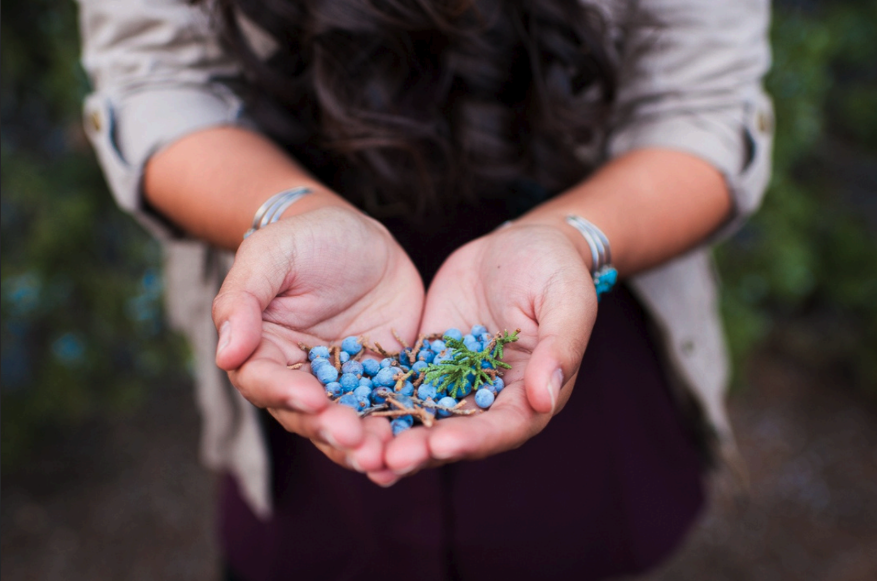 Close up photo of a person's hands held out, holding a pile of Saskatoon berries.
